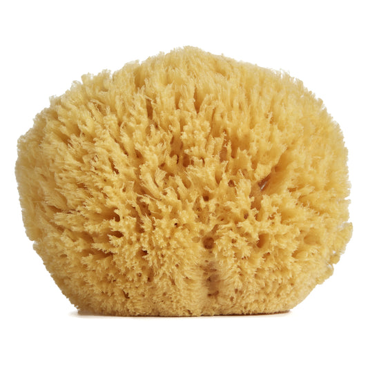 Sponge Yellow